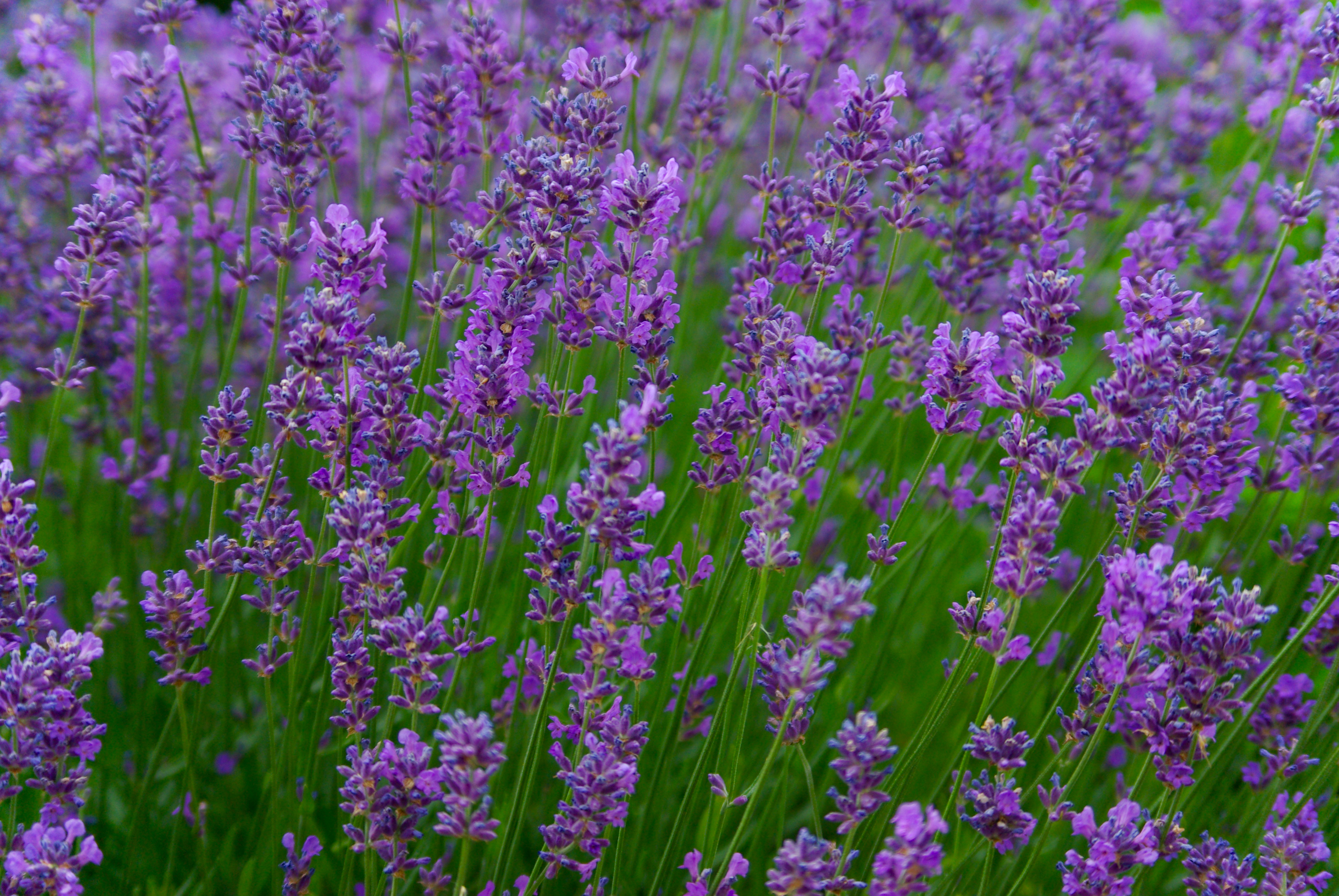 purple vs lavender